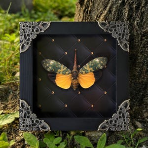 May include: A framed insect specimen with a black quilted background and decorative silver corner accents. The insect has yellow and green patterned wings and a long, slender proboscis. The frame is square and made of black wood.