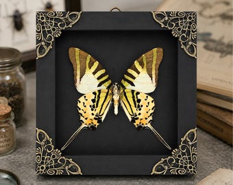 Butterfly Taxidermy Display Five bar Swordtail Graphium antiphates Real Bug Specimen in Shadow Box Dark Academia Witchy Decor