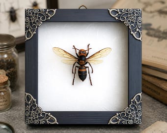 Bug Taxidermy Real Bee Specimen Asian Giant Hornet Vespa mandarinia in Shadow Box Entomology Decor Gothic Art Dark Academia