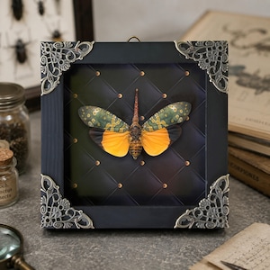 May include: A square black wooden frame with ornate silver-toned metal corner accents containing a preserved lanternfly specimen. The insect features green and yellow patterned wings with a bright orange underwing, displayed against a dark tufted background.