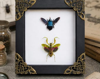 Blue Bee Praying Mantis Specimen, Bugs Taxidermy, Framed Real Insect Art, Gothic Decor, Oddities and Curiosities, Curiosity Cabinet Gift