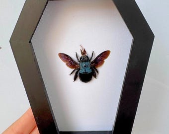 Real Blue Carpenter Bee In Coffin Frame, Xylocopa Caerulea Shadow Box, Unique Birthday Gift for Her, Mom, Wife, Insect Framed Decor