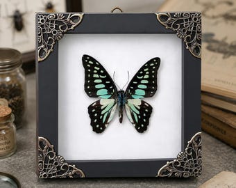 Graphium Doson Common Jay Specimen, Real Blue Butterfly Frame, Curiosities and Oddities, Entomology Wall Art, Biology Science Teacher Gift