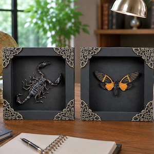 May include: Two square black shadow box frames with ornate gold-toned metal corner accents. The left frame contains a dark brown scorpion, and the right frame contains a moth with black and orange patterned wings displayed against a black background.