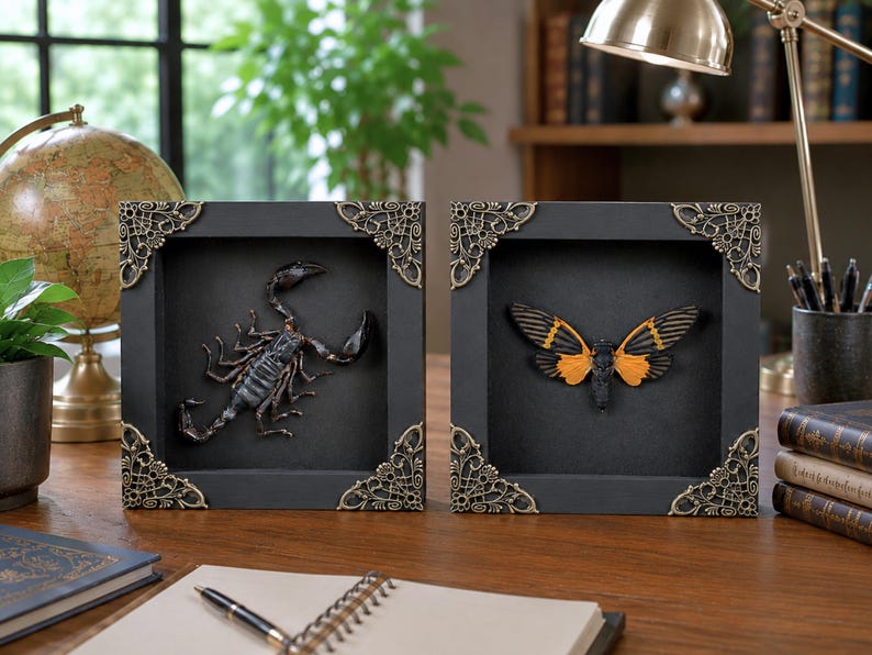 May include: Two square black shadow box frames with ornate gold-toned metal corner accents. The left frame contains a dark brown scorpion, and the right frame contains a moth with black and orange patterned wings displayed against a black background.