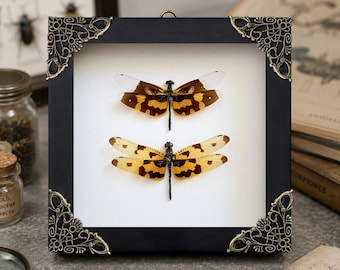 Real Dragonfly Taxidermy Framed Art, Rhyothemis Variegata Male & Female Pair, Insect Shadow Box, Entomology Gift, Dark Academia Decor