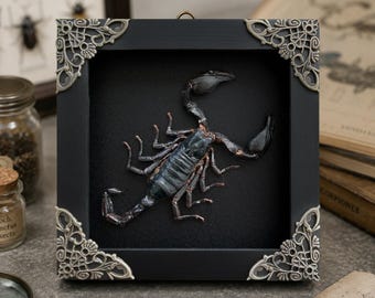 Real Scorpion Taxidermy in Shadow Box, Framed Beetle Bug Specimen, Witchy Oddity, Dark Academia Library Decor, Gift for Him