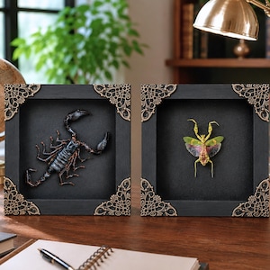 May include: Two square black shadow box frames with ornate gold-toned metal corner accents. One frame contains a dark brown scorpion specimen, while the other frame displays a green and pink mantis specimen against a solid black background.