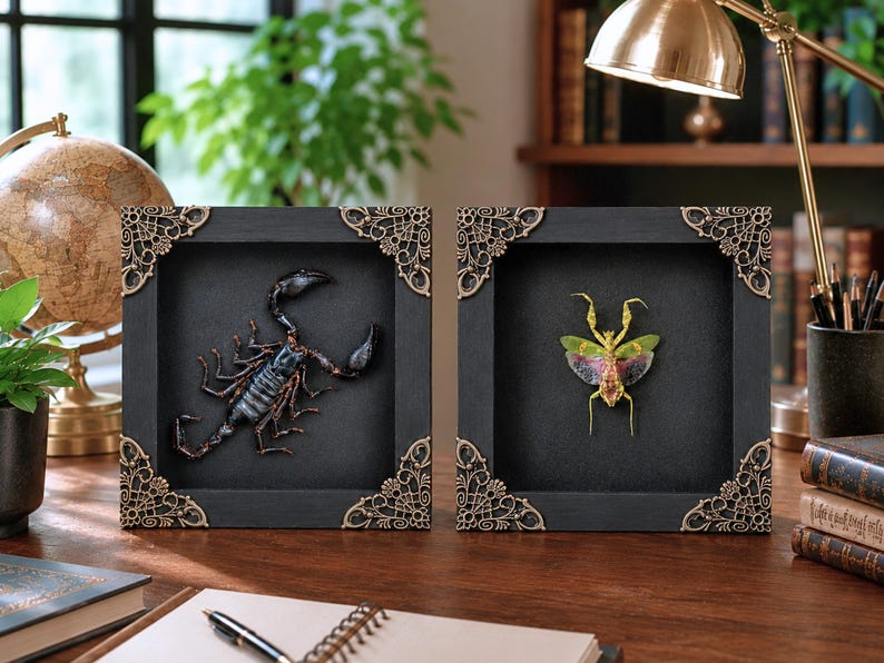 May include: Two square black shadow box frames with ornate gold-toned metal corner accents. One frame contains a dark brown scorpion specimen, while the other frame displays a green and pink mantis specimen against a solid black background.