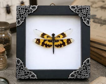 Framed Dried Dragonfly Taxidermy, Real Rhyothemis Variegata Female Dragonfly, Insect Shadow Box, Entomology Gift, Dark Academia