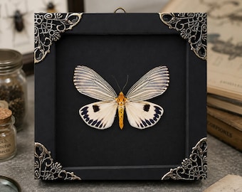 Real Ice Blue Moth in Shadow Box Neochera Dominia Specimen Nature Nursery Wall Art Educational Taxidermy Kids Room Gift