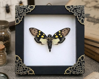 Real Butterfly Cicada Framed, Gaeana Maculata Taxidermy Shadow Box, Speckled Black Bug Specimen, Dark Academia Decor