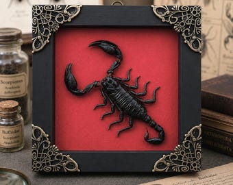 Real Scorpion Bug Framed, Burgundy Background, Taxidermy Art Shadow Box, Gothic Wall Decor, Dark Academia, Oddity Curiosity Gift