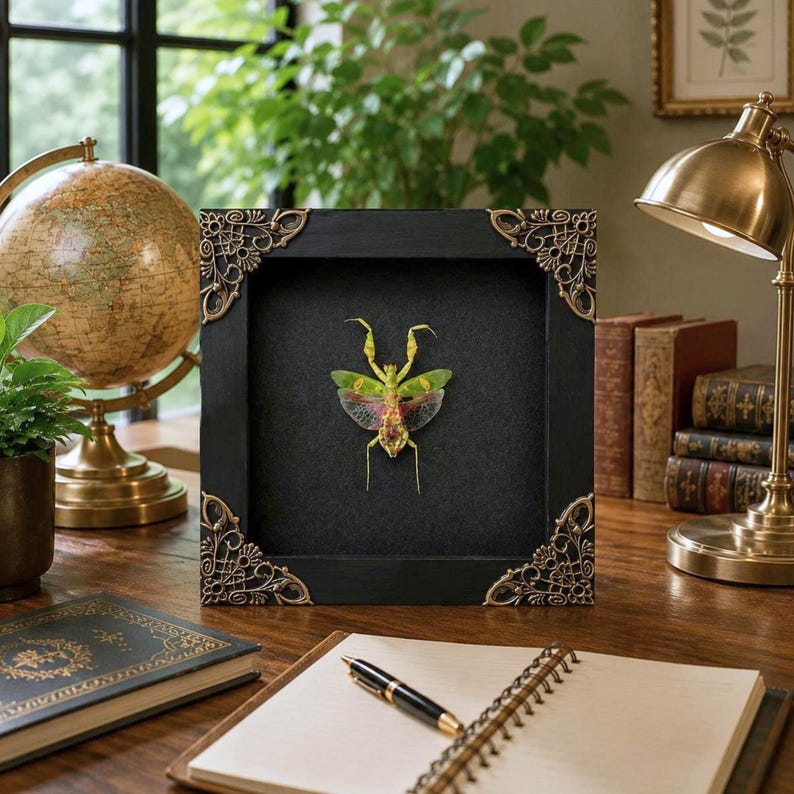 May include: A square black wooden shadow box frame with ornate gold-toned metal corner accents. Inside the frame, a preserved green and pink orchid mantis is mounted against a solid black background, displaying its wings and slender legs.