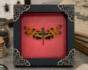 Real Dragonfly Taxidermy Shadow Box, Real Male Rhyothemis Variegata, Insect Art Decor, Dragonfly Gifts, Gothic Home Decor