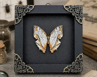 Real Common Map Butterfly Framed Taxidermy, Cyrestis thyodamas Shadow Box, Dark Academia Wall Hanging, Gothic Home Decor