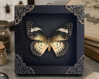 Real Butterfly Taxidermy In Shadow Box, Leopard Lacewing Specimen, Unique Birthday Gift for Her, Nature Lover Gift, Insect Framed Decor