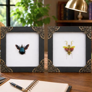 May include: Two square black frames with ornate gold-toned metal corner accents, each containing a white background. The left frame displays a preserved iridescent blue beetle, while the right frame features a preserved yellow and red mantis.