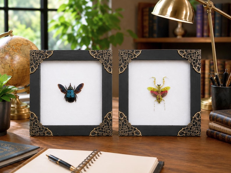 May include: Two square black frames with ornate gold-toned metal corner accents, each containing a white background. The left frame displays a preserved iridescent blue beetle, while the right frame features a preserved yellow and red mantis.