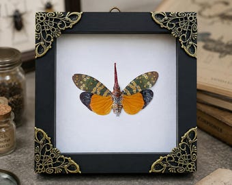 Real Red Snout Lanternfly Bug Framed, Pyrops Candelaria in White Shadow Box, Gothic Wall Art, Nature Wall Decor, Curio Cabinet Art Gift