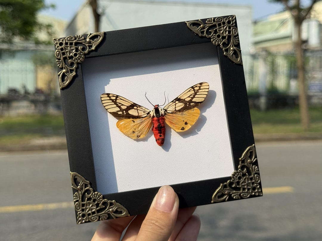 Moth In Frame Real Tiger Moth Frame, Real Framed Butterfly, Insect Taxidermy ...