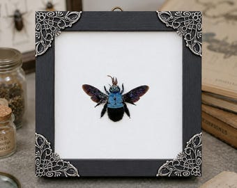 Real Blue Bee in Shadow Box, Framed Bee Specimen, White Background, Unique Insect Art, Minimalist Nature Decor, Entomology Display
