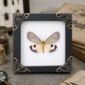 Real Ice Blue Erebid Moth Framed Taxidermy Neochera Dominia Shadow Box Butterfly Decor Celestial Moon Decor Gift for Her