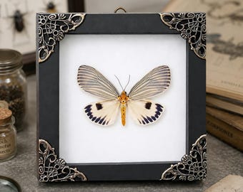 Real Ice Blue Erebid Moth Framed Taxidermy Neochera Dominia Shadow Box Butterfly Decor Celestial Moon Decor Gift for Her