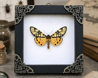 Real Large Yellow Tiger Moth Framed Aglaomorpha Plagiata Taxidermy Insect Display Tattoo Studio Decor Unique Birthday Gift for Sister Mom