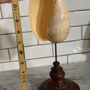 Puede incluir: Una gran concha de color crema montada sobre un soporte de madera marrón oscuro. La concha mide aproximadamente 30 cm de altura. El soporte tiene un diseño torneado decorativo. La concha tiene una forma natural y orgánica.