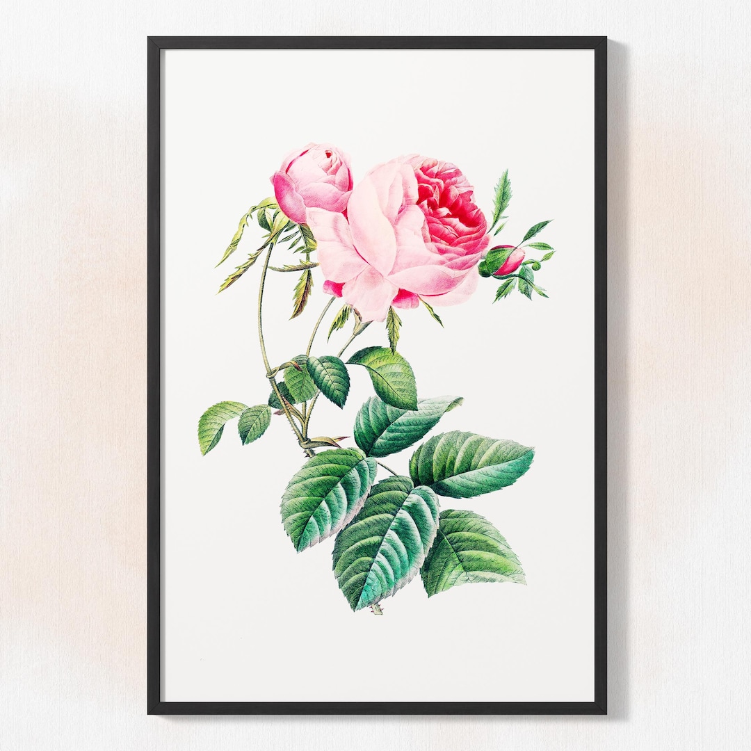 Pink Rose Botanical Print: Redouté Vintage Floral Wall Art - Etsy