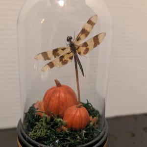 Peut inclure: Un dôme en verre décoratif avec une libellule aux ailes à motifs marron et beige. Deux petites citrouilles oranges et de la mousse verte sont à la base. Le dôme a une base noire et dorée, créant un affichage unique.