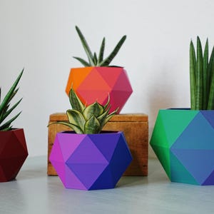 Könnte beinhalten: Geometrische Pflanzgefäße in Rot-, Orange-, Lila-, Grün- und Blautönen, die jeweils eine andere Sukkulente enthalten. Die Pflanzgefäße haben ein facettiertes Design und bilden eine moderne und farbenfrohe Präsentation. Die Pflanzen variieren in Höhe und Blattform.
