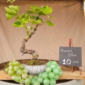 Könnte beinhalten: Ein Bonsai-Muskat-Blanc-Weinstock mit grünen Blättern und einem knorrigen Stamm, gepflanzt in einem dekorativen Topf. Trauben grüner Trauben sind um die Basis angeordnet. Ein kleines Tafelschild zeigt "Muscat Blanc 10 ans."