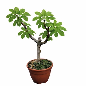 Peut inclure: Un petit bonsaï avec des feuilles vert vif et un tronc brun. L'arbre est planté dans un pot de couleur terre cuite rempli de mousse verte. Les feuilles ont une forme unique en forme d'étoile.