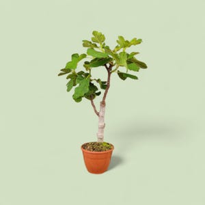 Peut inclure: Un jeune figuier en pot de terre cuite. L'arbre a des feuilles vertes et un tronc brun. Le pot est rempli de terre et de mousse. Le fond est de couleur vert clair.