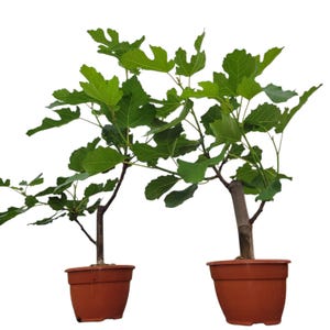 Può includere: Due alberi di fico in vasi di terracotta. Gli alberi hanno foglie verdi e steli marroni. I vasi sono di colore marrone rossiccio. Gli alberi sono su sfondo bianco.