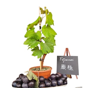 Könnte beinhalten: Eine Topf-Rebe mit leuchtend grünen Blättern und einem Holzpfahl. Ein kleines Tafelschild zeigt den Text "Fujimimori" und japanische Schriftzeichen. Eine Traube dunkler lila Trauben liegt davor.