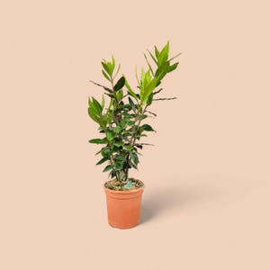 Peut inclure: Une petite plante en pot avec des feuilles et des tiges vert vif. La plante est dans un pot de couleur terre cuite, sur un fond pêche clair. Les feuilles de la plante sont un mélange de vert clair et foncé.