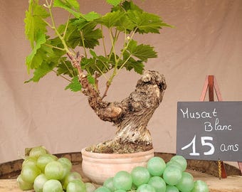 15 Jahre alter Muscat Blanc-Rebenbonsai mit Trauben – Vitis vinifera – Skulptierter antiker Stamm – Seltene Topf-Obstpflanze