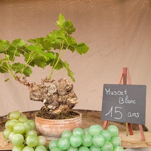 Puede incluir: Una pequeña vid en maceta con hojas verdes y un tronco nudoso, junto a un racimo de uvas verdes. Un pequeño letrero de pizarra dice "Muscat Blanc 15 ans."