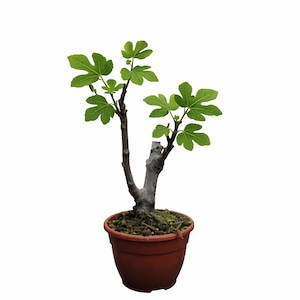 Op de afbeelding: Een jonge vijgenboom in een bruine plastic pot. De boom heeft een donkerbruine stam en takken met heldergroene, gelobde bladeren. De pot is gevuld met aarde en mos. De achtergrond is effen wit.