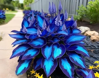 Blue Black Hosta Live Plant | Rare Shade Perennial Ornamental Garden 3 Bulbs | Foliage Decor