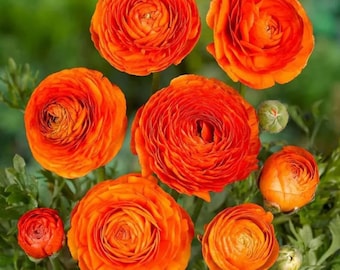 Orange Ranunkelzwiebeln - Herbstblumen, einfach zu züchtende Garten- und Schnittblumenzwiebeln