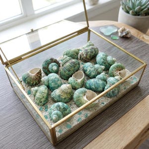 May include: A rectangular glass display box with a gold metal frame containing a collection of spiral sea shells in shades of green and brown. The shells are arranged on a bed of small white pebbles mixed with tiny pieces of light blue sea glass.
