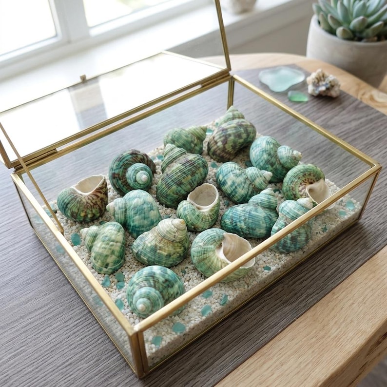 May include: A rectangular glass display box with a gold metal frame containing a collection of spiral sea shells in shades of green and brown. The shells are arranged on a bed of small white pebbles mixed with tiny pieces of light blue sea glass.