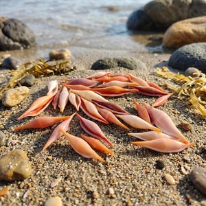May include: A collection of elongated, spindle-shaped sea shells in shades of pale pink, peach, and light orange. These smooth, pointed shells are scattered across a sandy beach, featuring a distinct central ridge and a narrow, open slit.