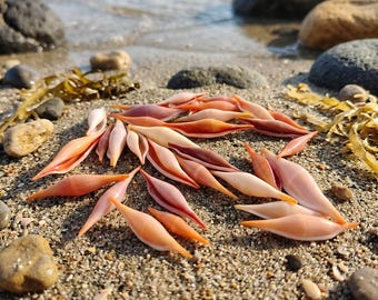 Rare Pink Rose Spindle Shells, Natural Phenacolepas Seashells, Coral Pink Spindle Snails, DIY Jewelry Making Supplies