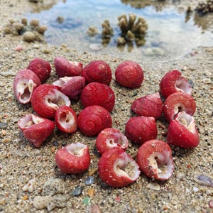 Natural Strawberry Top Shells, Vibrant Red Seashell Lot, Tiny Crimson Snail Shells, DIY Craft Supplies, Coastal Decor, Terrarium Shells