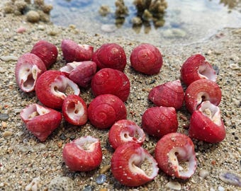 Natural Strawberry Top Shells, Vibrant Red Seashell Lot, Tiny Crimson Snail Shells, DIY Craft Supplies, Coastal Decor, Terrarium Shells